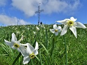 50 Distese di narcisi sul versante sud in vetta al Linzone